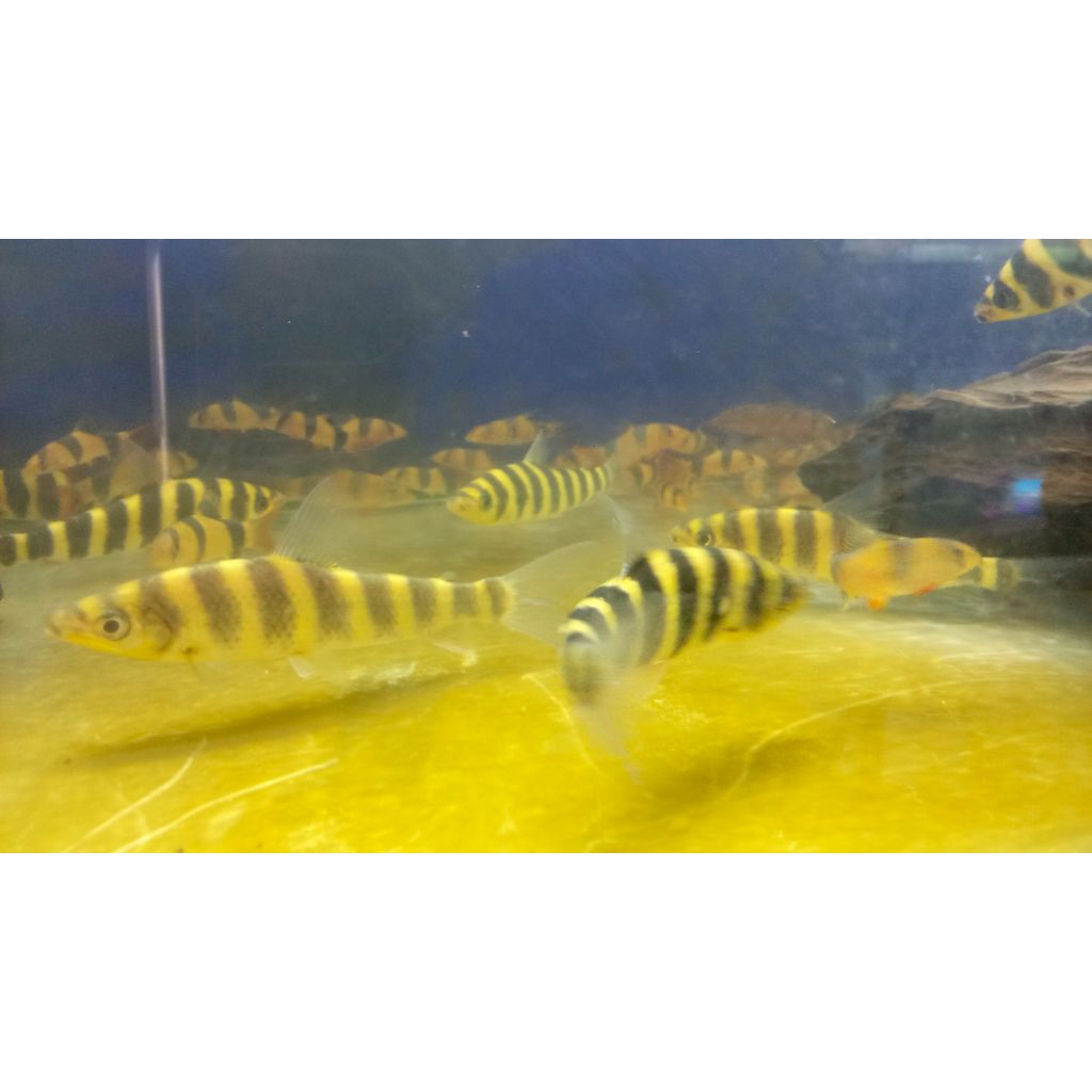 Leporinus ikan kaos kaki