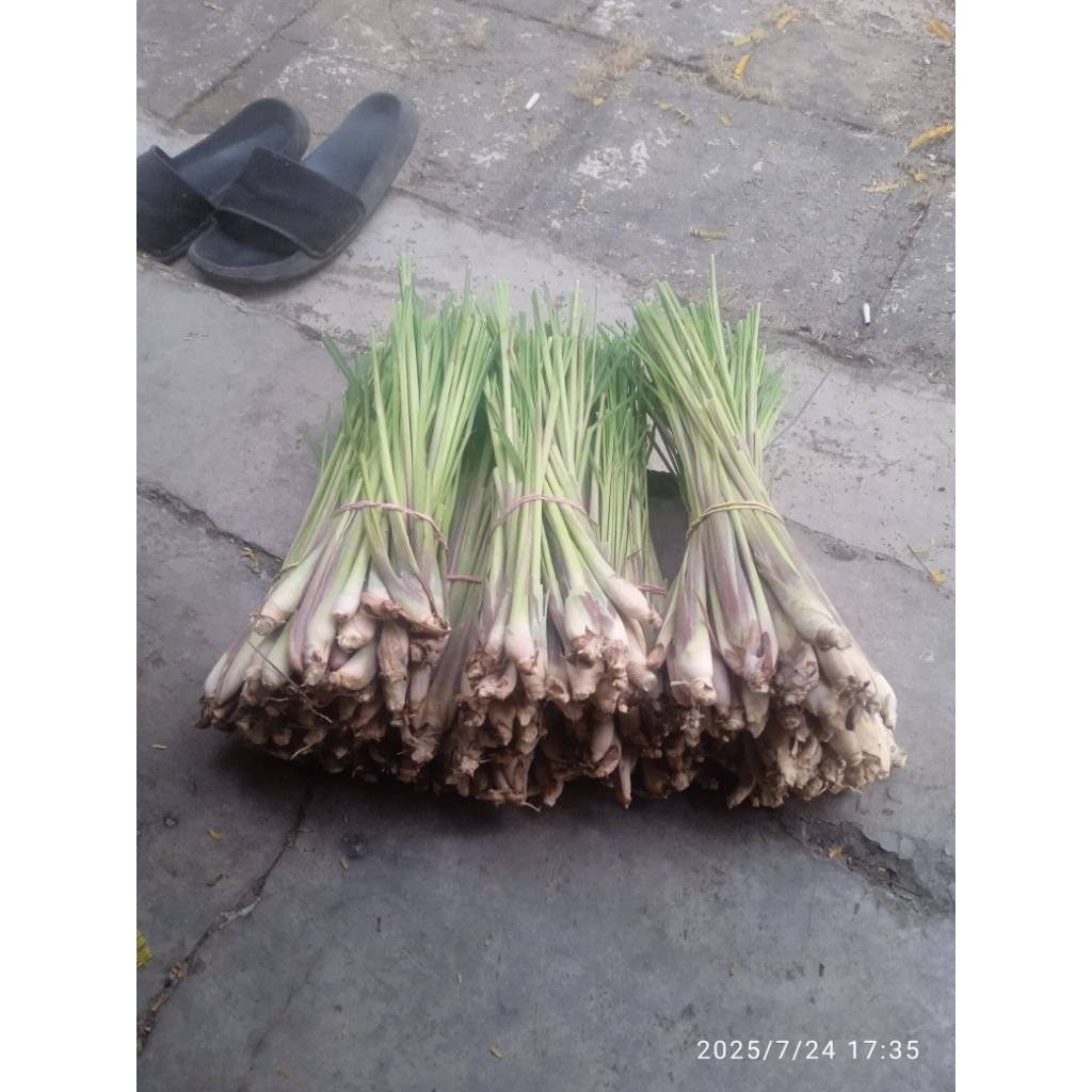 

Sereh dapur, sereh (cymbopogon citratus) 500 gram