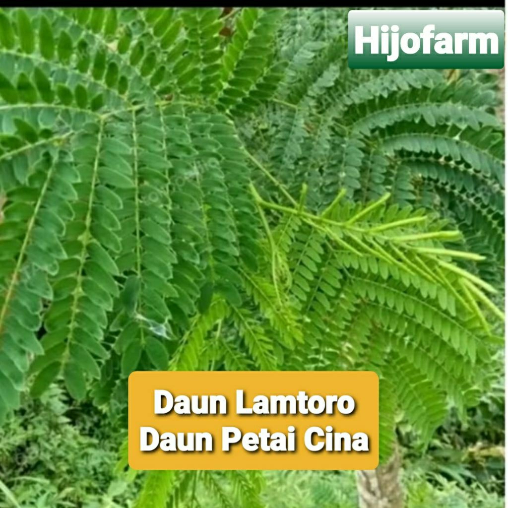 

Daun Lamtoro/Daun Petai Cina Segar 100 Gr