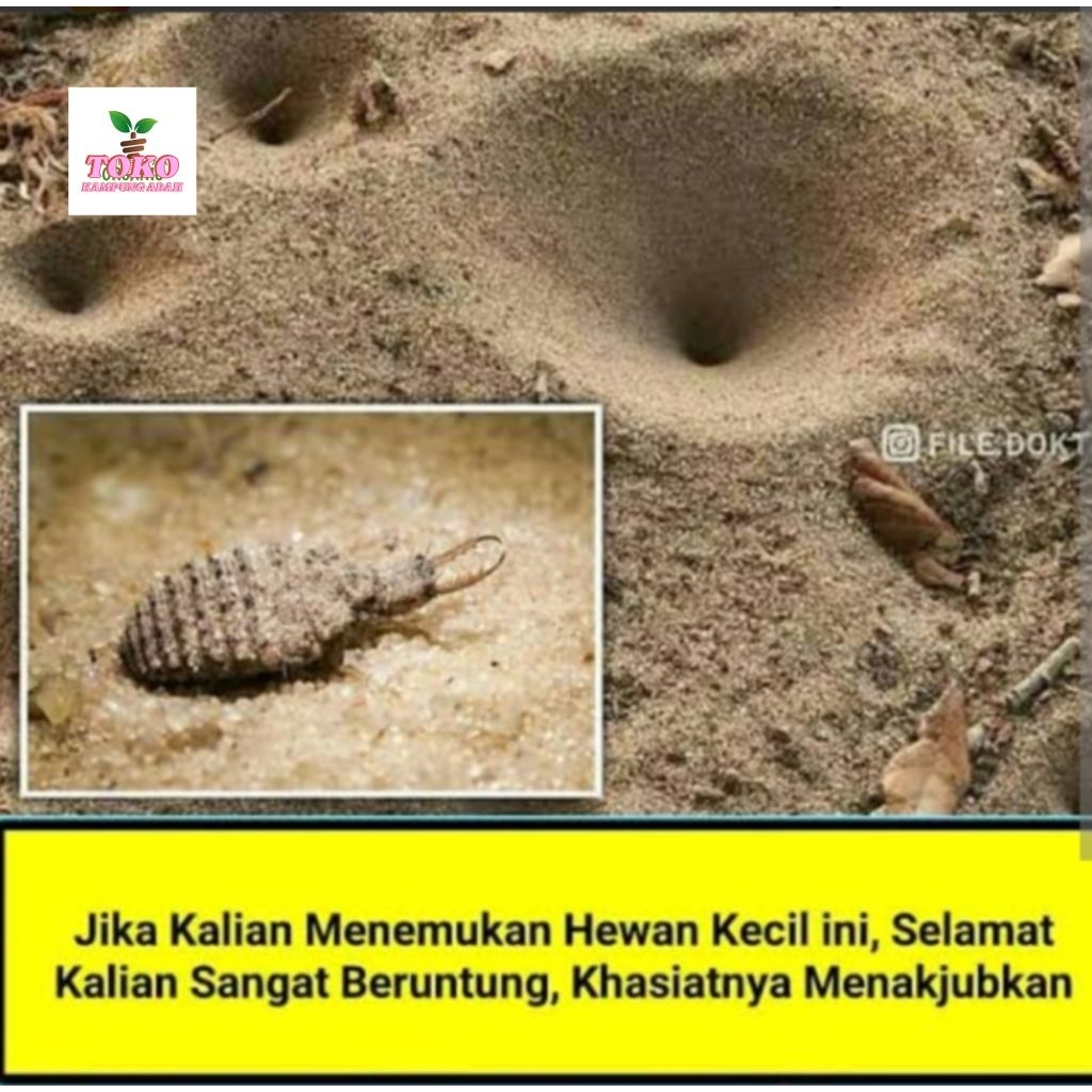 

jual undur2 /50 biji