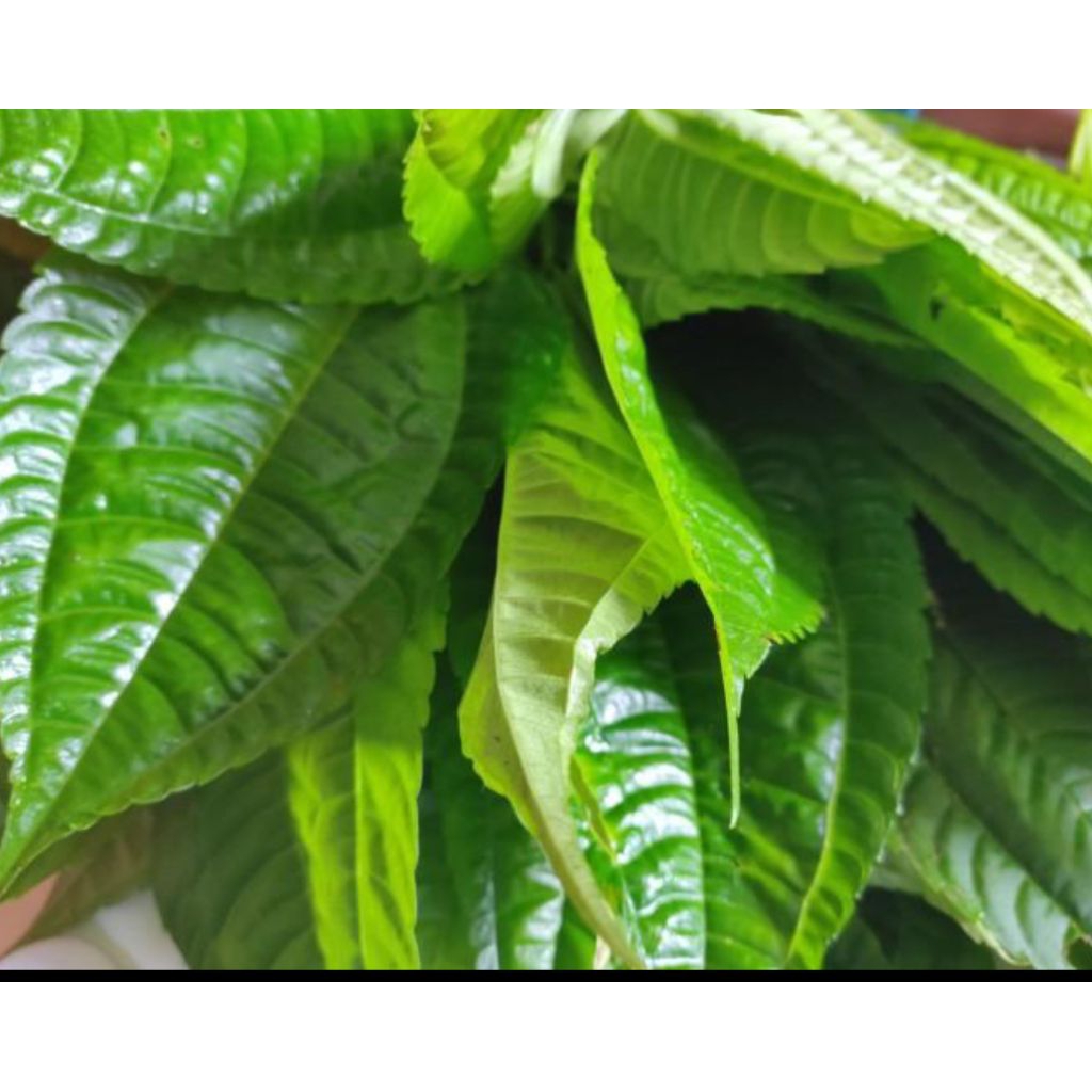 

daun pohpohan(lalapan)segar 500 gram