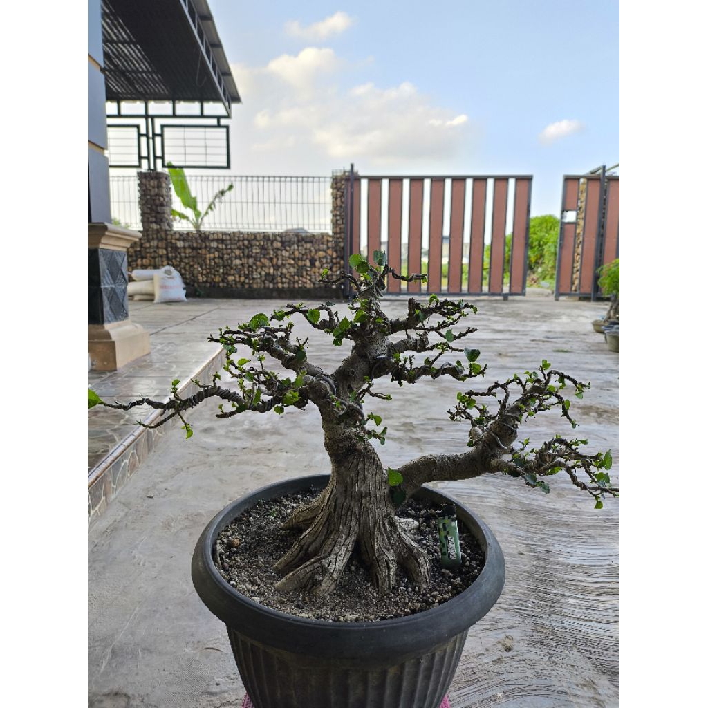 bonsai waru siap kontes