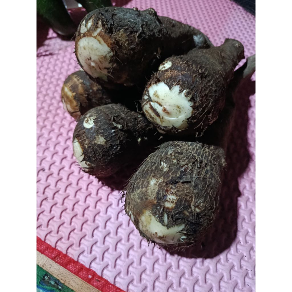 

Umbi talas kimpul umbi Belitung segar 1kg bersih