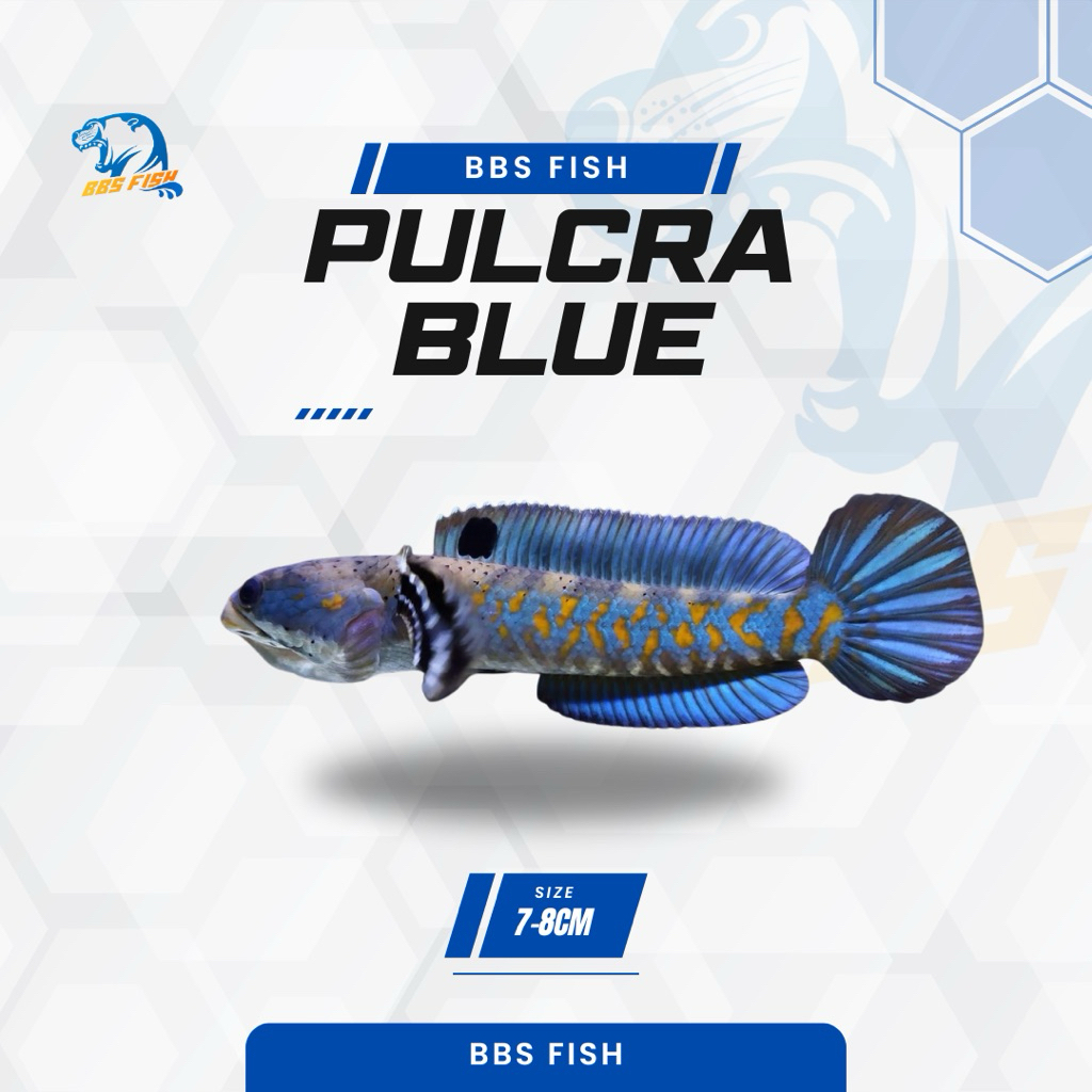 Pulchra blue CB 7-8cm / Blue pulchra / blue pulkra progres free sticker instan
