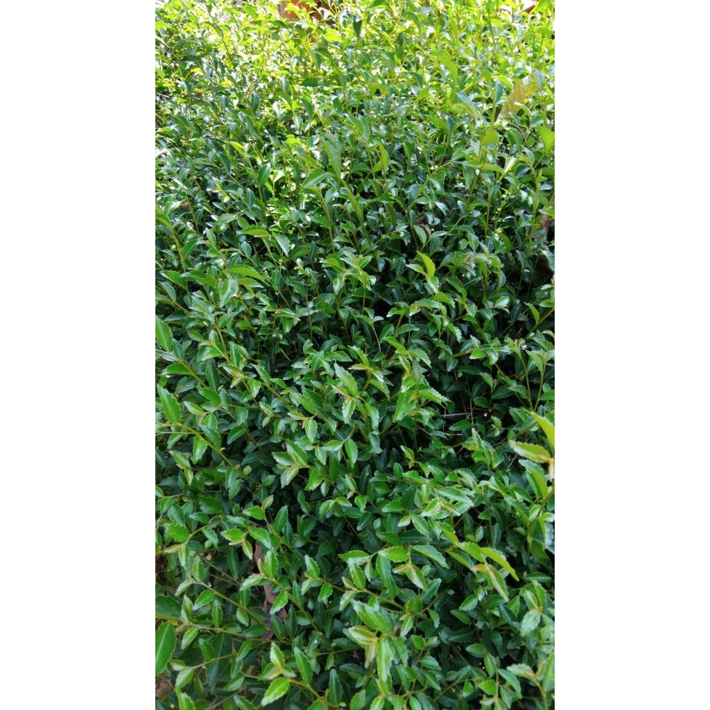 

Daun tehtehan segar alami berkualitas 500 gram