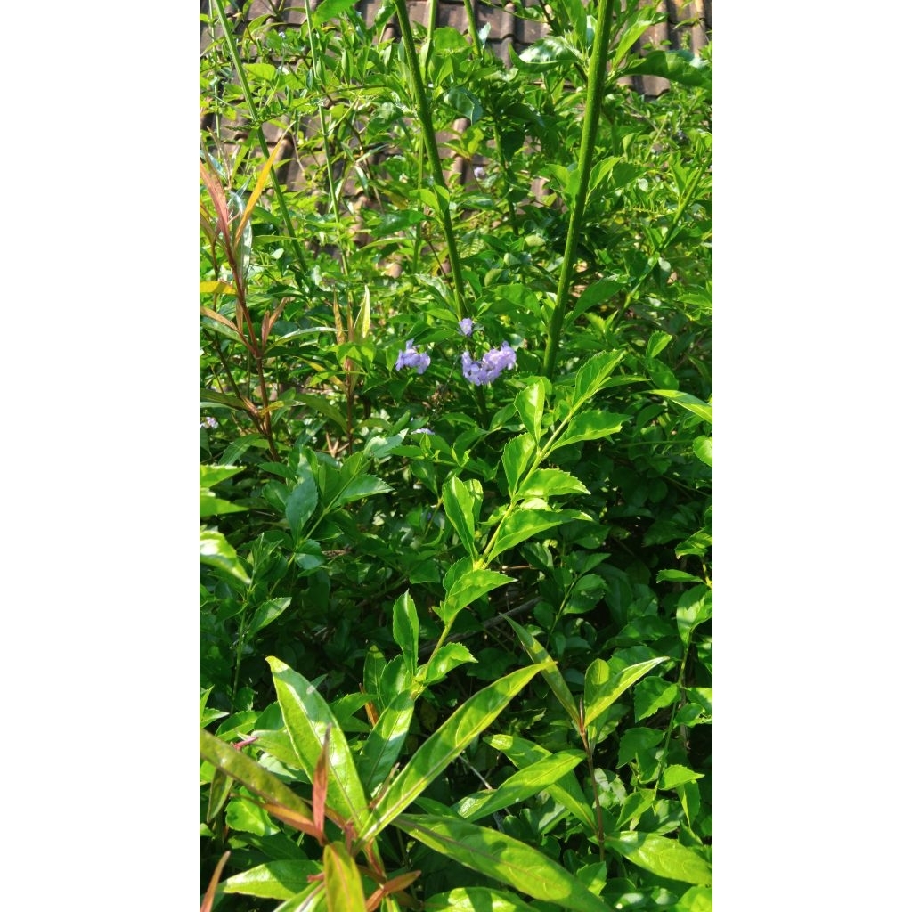 

Promo daun baluntas segar murah 250 gram