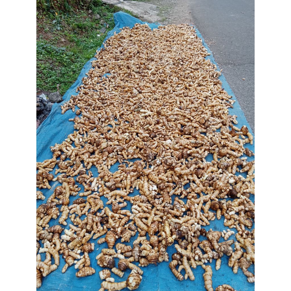 

terbaik temu kunyit putih fresh 1000 gram