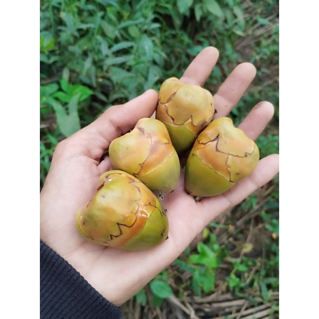 

BELULUK KELAPA TEMBULUK KELAPA MUDA || OBAT HERBAL KAYA MANFAAT