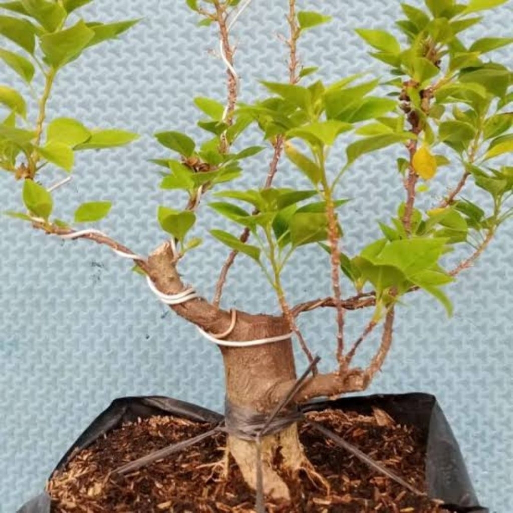 Bahan bonsai Bougenville