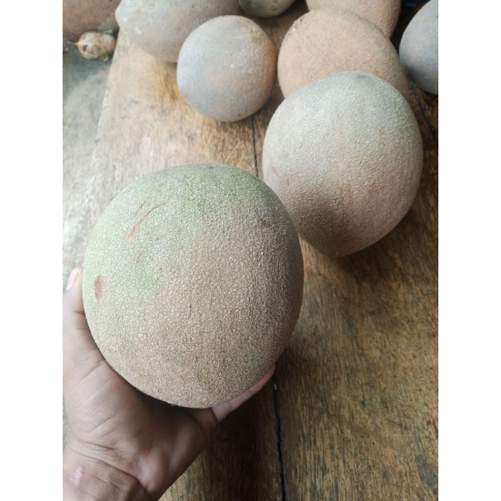 Buah mamey sapote magana