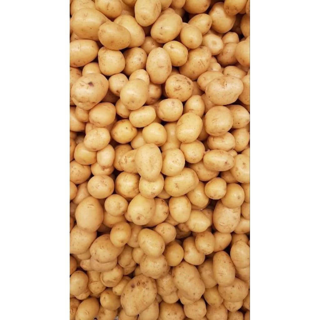 

umbi kentang segar fressss isi 1 kilo