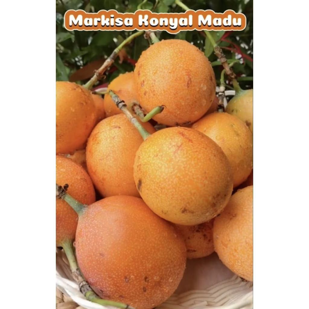 

jual 1 kg buah markisa madu/ konyal madu super manis dan segar