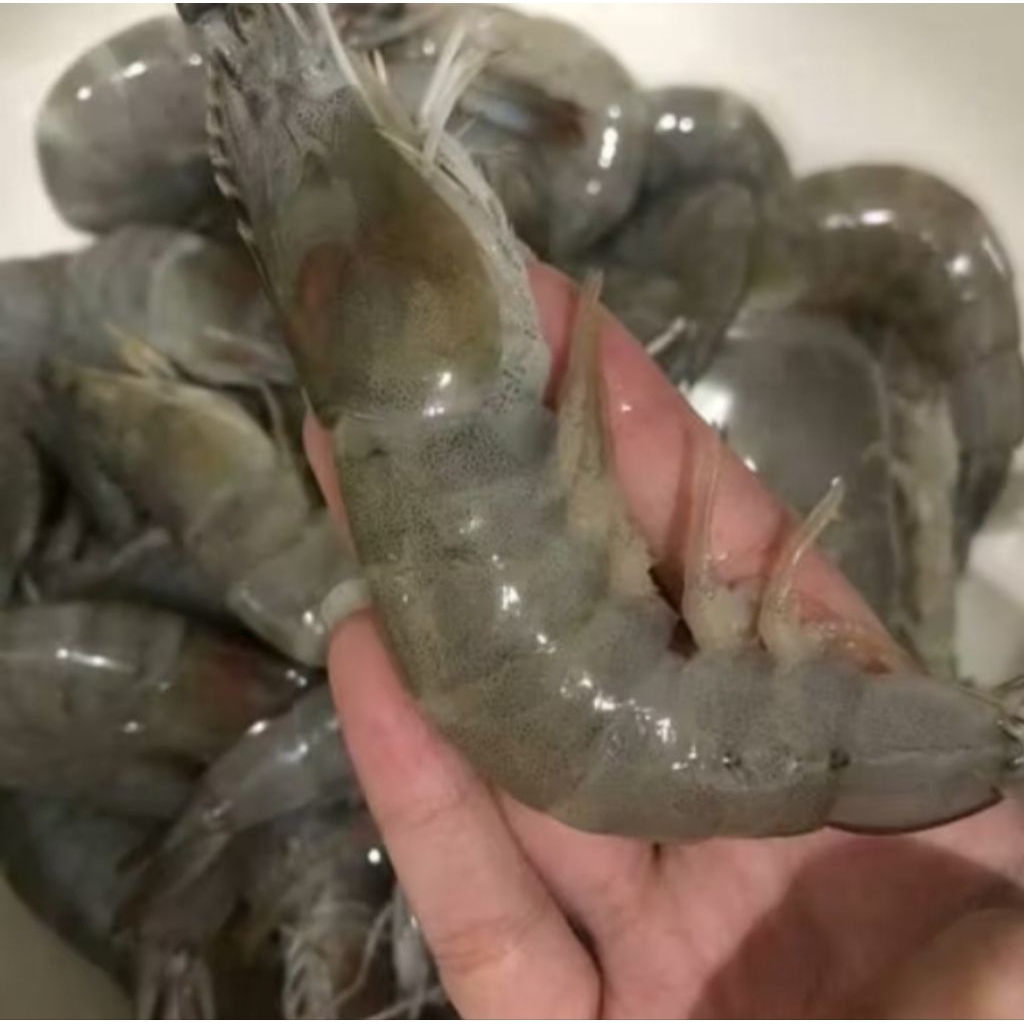 

UDANG VANNAMEI BESAR PERKILO