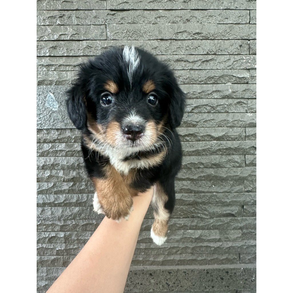 anak anjing corgi mix toy poodle betina