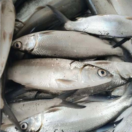 

Ikan Bandeng Segar Ikan Bandeng 1Kg