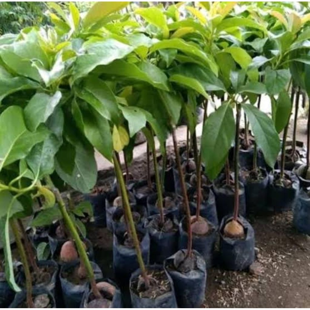 Bibit alpukat Kelud super