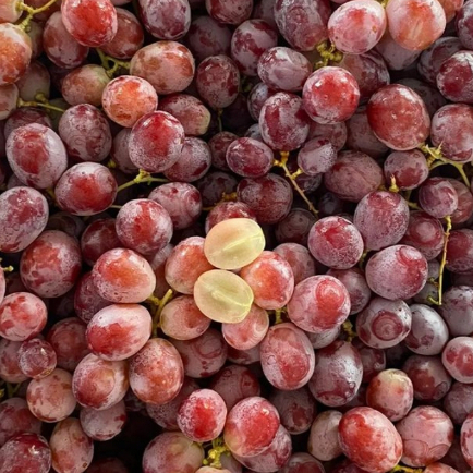 

ANGGUR RED GLOBE MANIS ADA BIJI