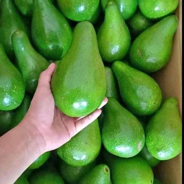 

Alpukat mentega mentah 1kg isi (4 - 5) buah segar fresh