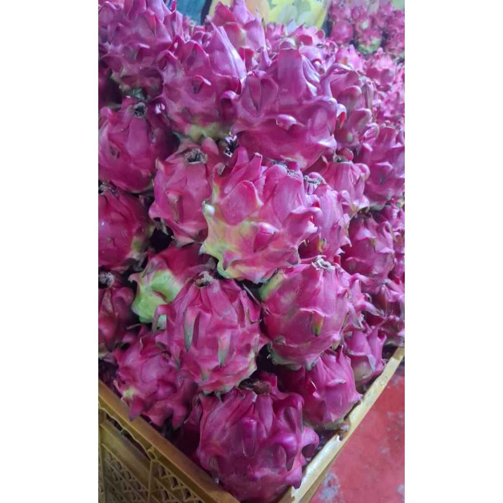 

buah naga netto 1000gr