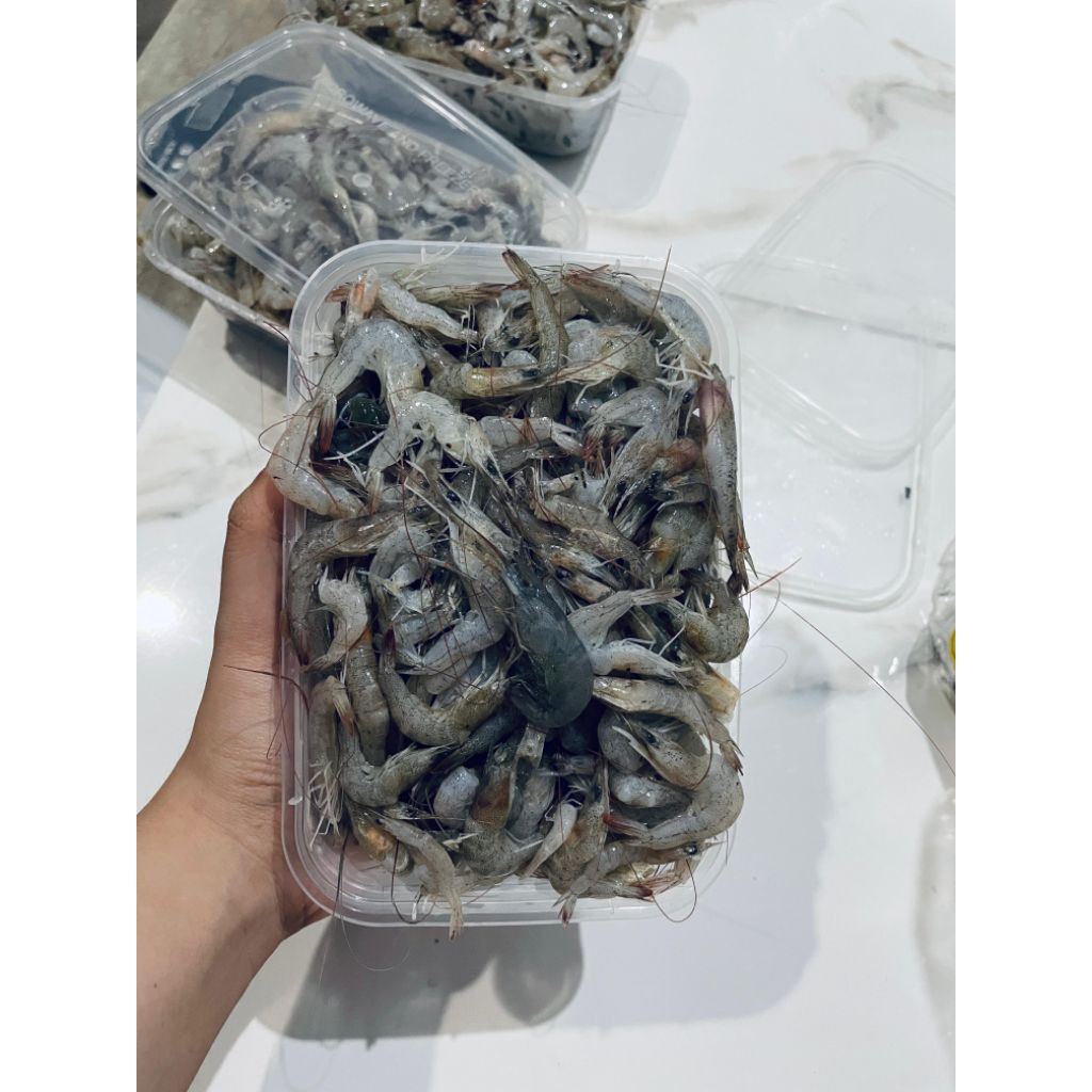 

UDANG PEYEK FRESH UTUH SEGAR BEKU NUTRISI TINGGI
