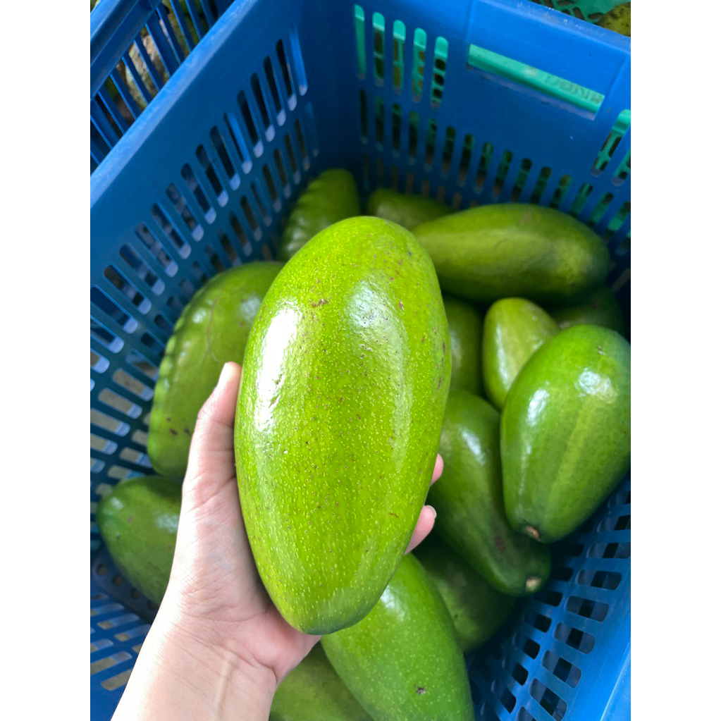 

ALPUKAT PETUKANGAN - GRADE A