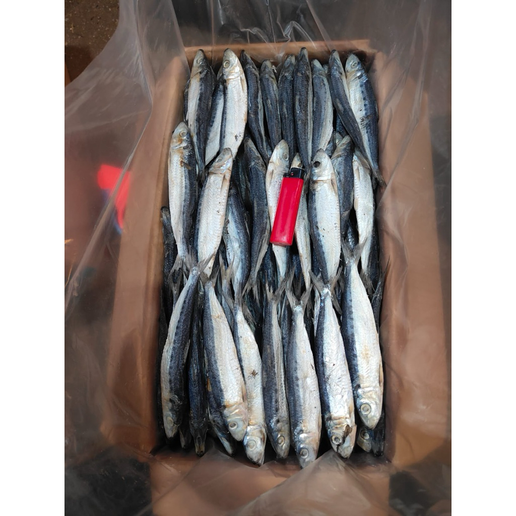 

IKAN ASIN JAPO SUPER IKAN ASIN JAPUH SUPER IKAN JAPUH KERING