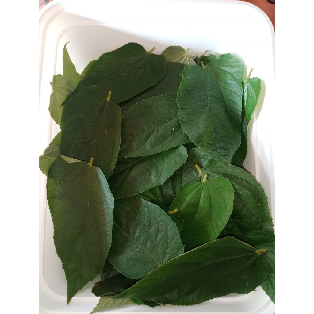 

DAUN KERSEN FRESH 100 GRAM DIPETIK DADAKAN