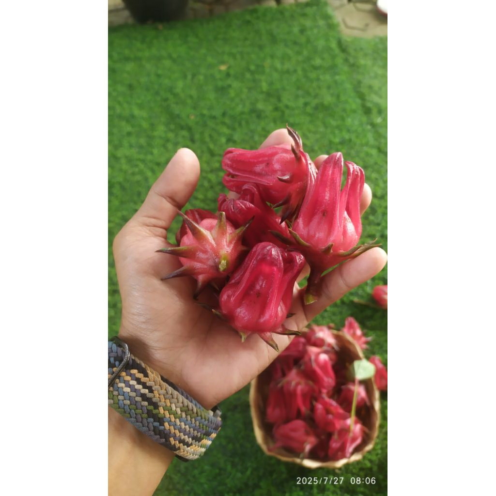 

Bunga Rosella Merah segar langsung dari pohon