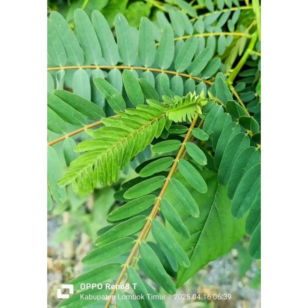 

200 lembar daun katepeng cina atau daun kemanila segar