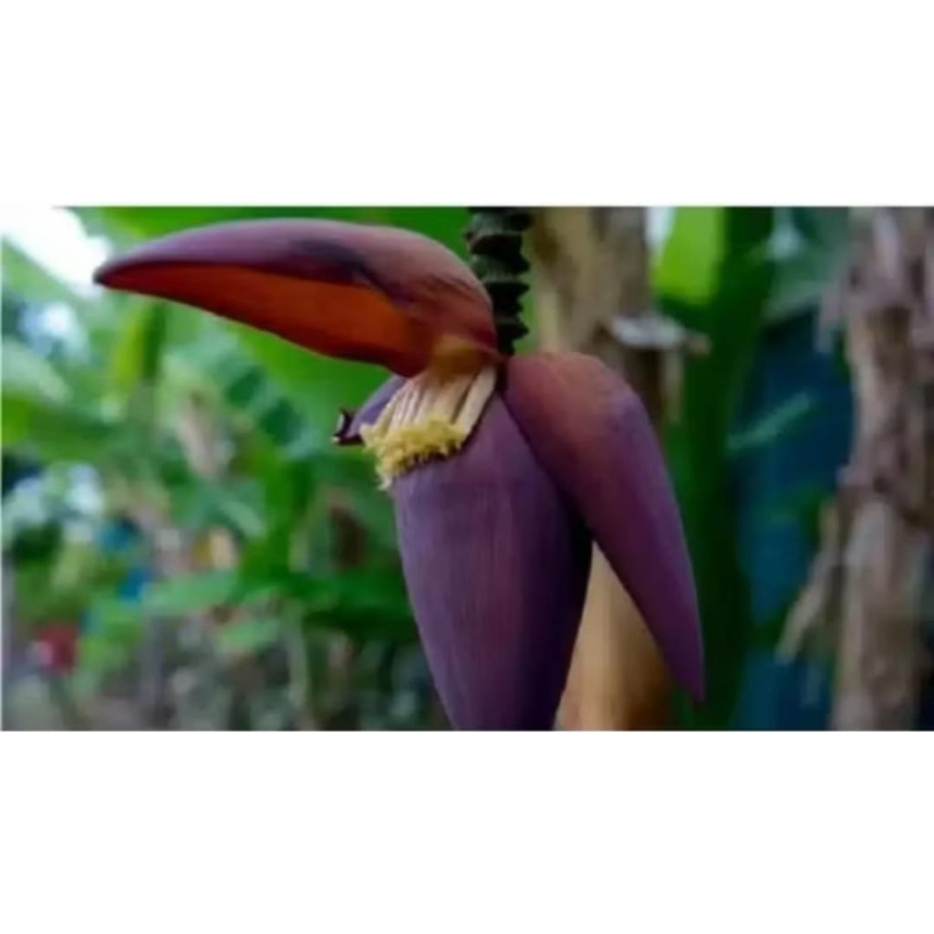 

JANTUNG PISANG SAYUR OPOR 1KG PROMO MINGGU INI DAN FARESH