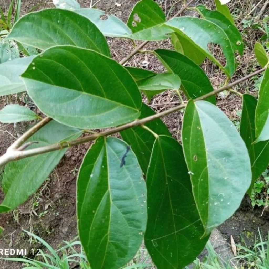

Daun cincau segar cincau perdu langsung petik 250gr