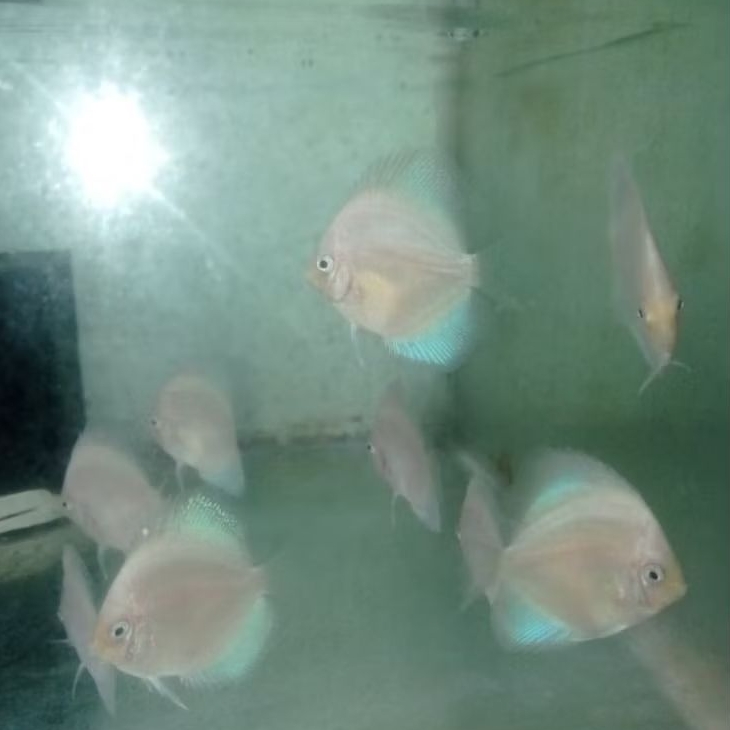 Discus white diamond 2 inchi Discus aquascape / ikan DIscus berkualitas terbaik