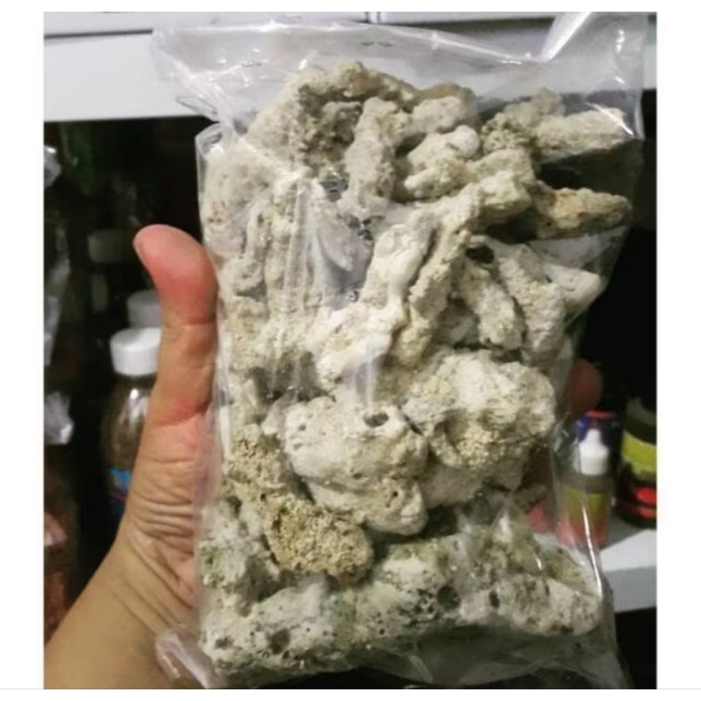 (READY) karang jahe media filter / karang jahe media filter kolam / karang jahe media aquarium