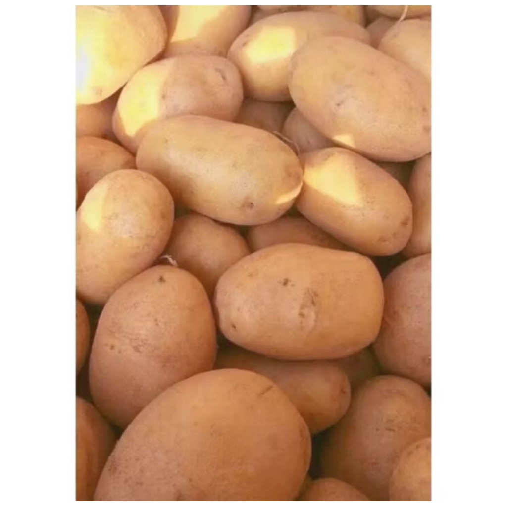 

PROMO !! KENTANG DIEUNG SUPER BERKUALITAS 1 KG