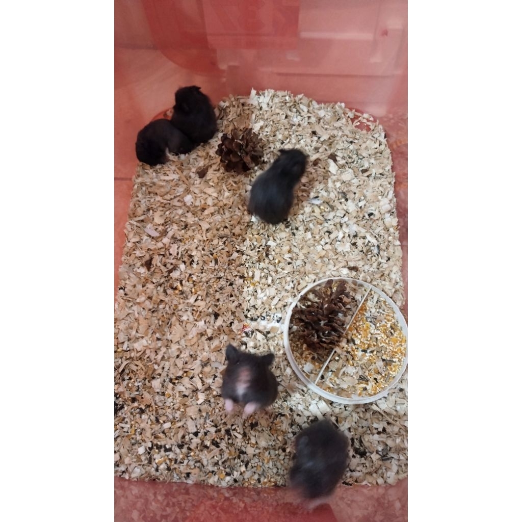 Box + Hamster Sirian Random Short Hair dan Long Hair