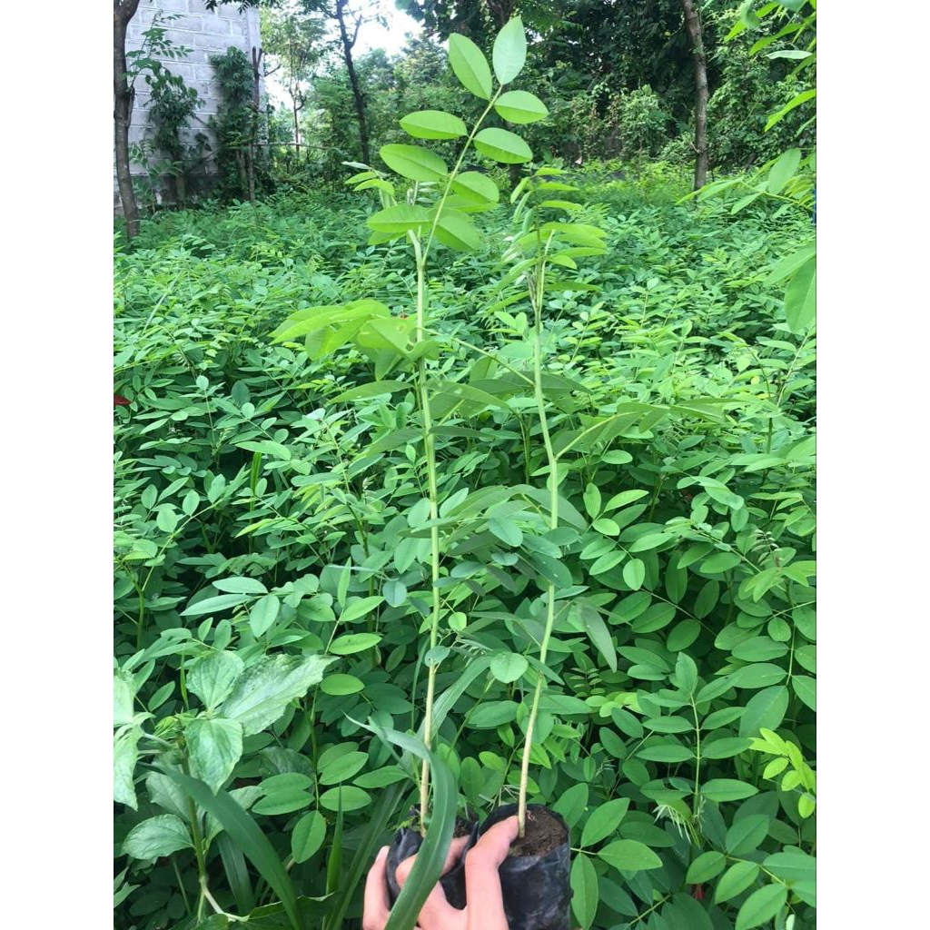 PROMO BIBIT INDIGOFERA PAKAN TERNAK SIAP TANAM