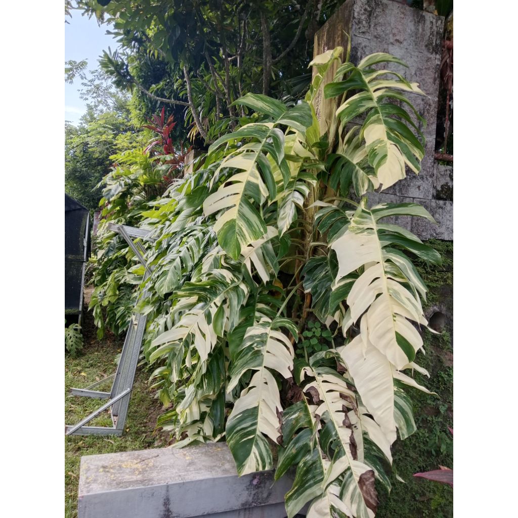 Epipremnum pinnatum variegata ekonomis