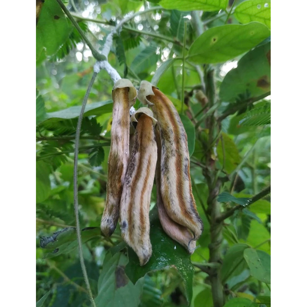 

Rawe gatal tanaman super langka