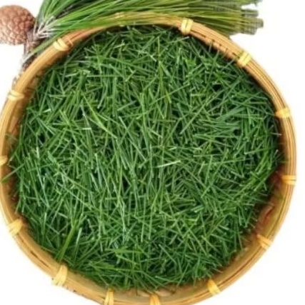 

Teh daun pinus segar, teh herbal organik kaya manfaat, diambil saat order masuk