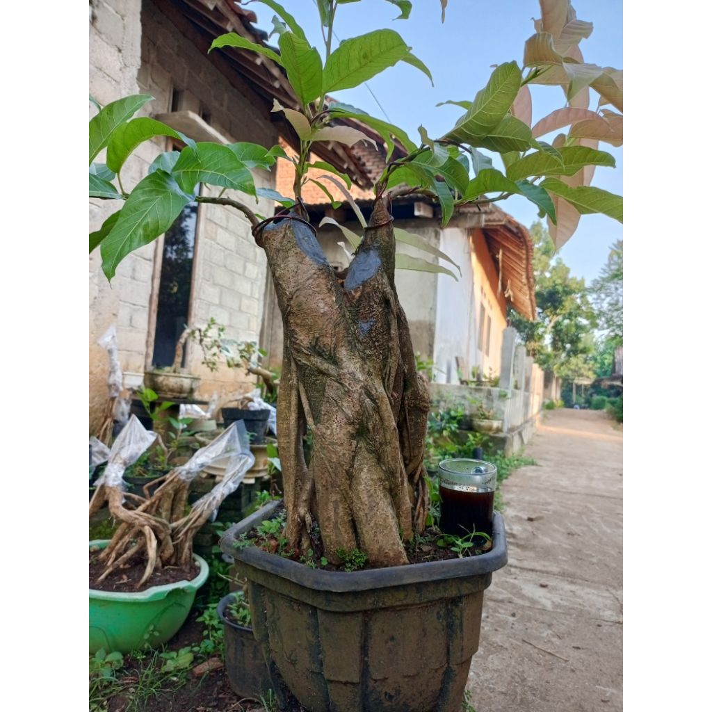 bahan bonsai bunut pucuk merah