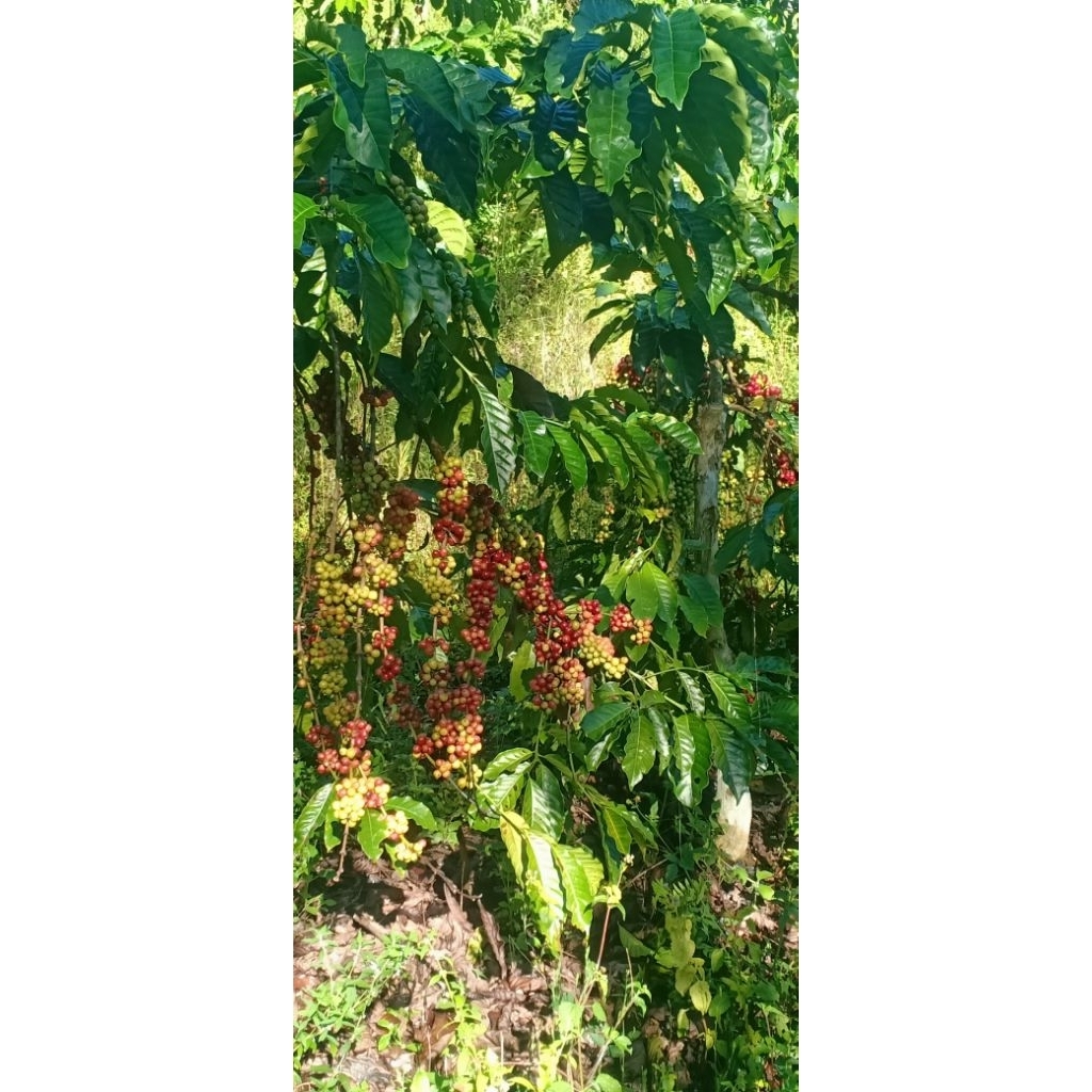 

BIBIT BENIH KOPI BAGIO LAMPUNG BARAT {500gram}