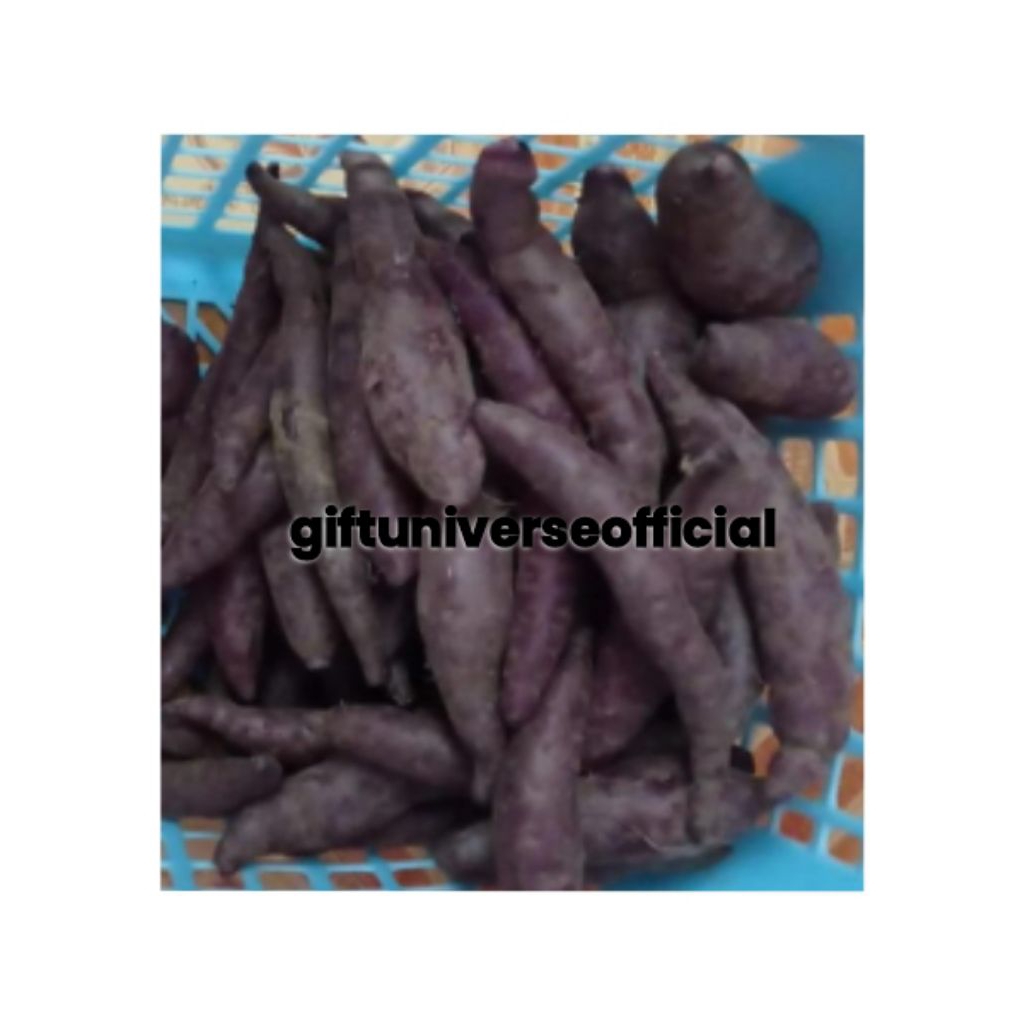 

Ubi Ungu Per 1 Kg