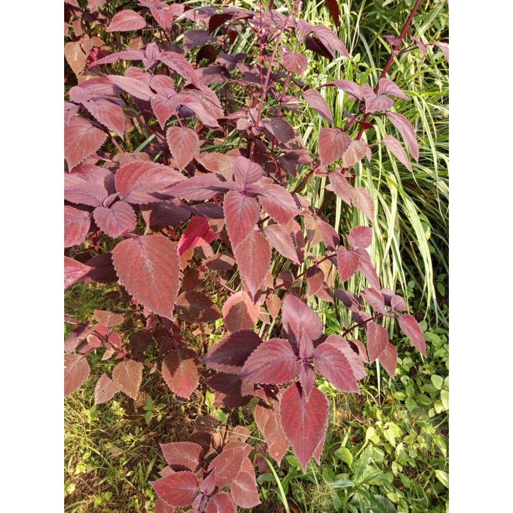 

Daun jawer kotok segar 1kg