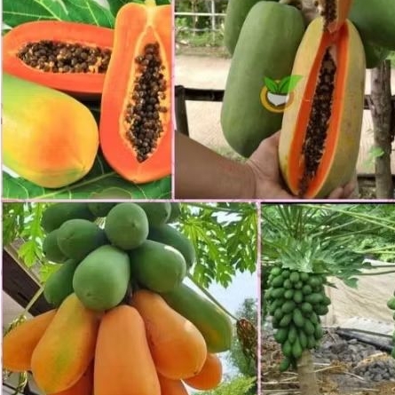 

BUAH PEPAYA CALIFORNIA LANGSUNG DARI PETANI PURBALINGGA 1 BUAH BERAT 500GR-1KG GARANSI PENGIRIMAN