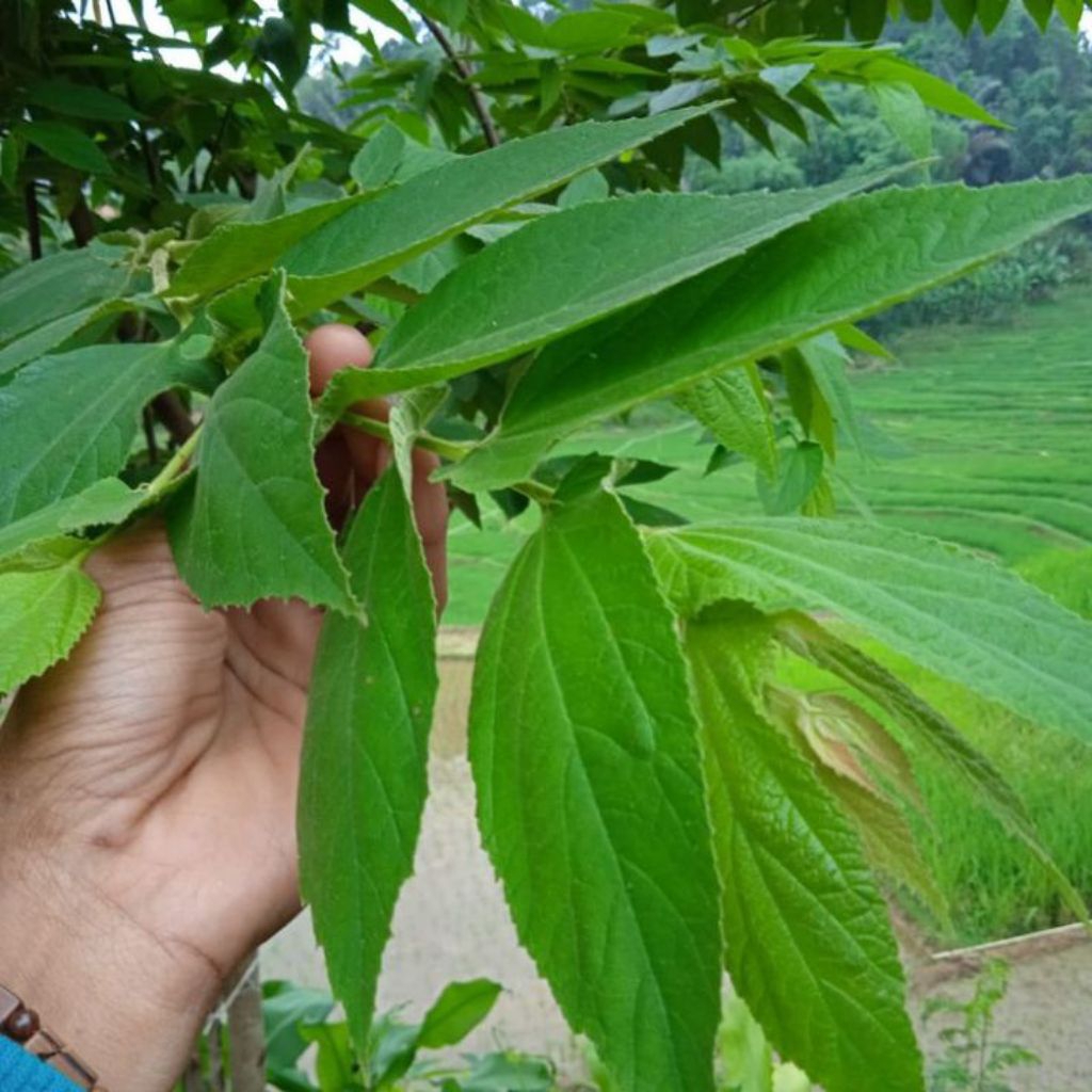 

daun kersen segar 300gram