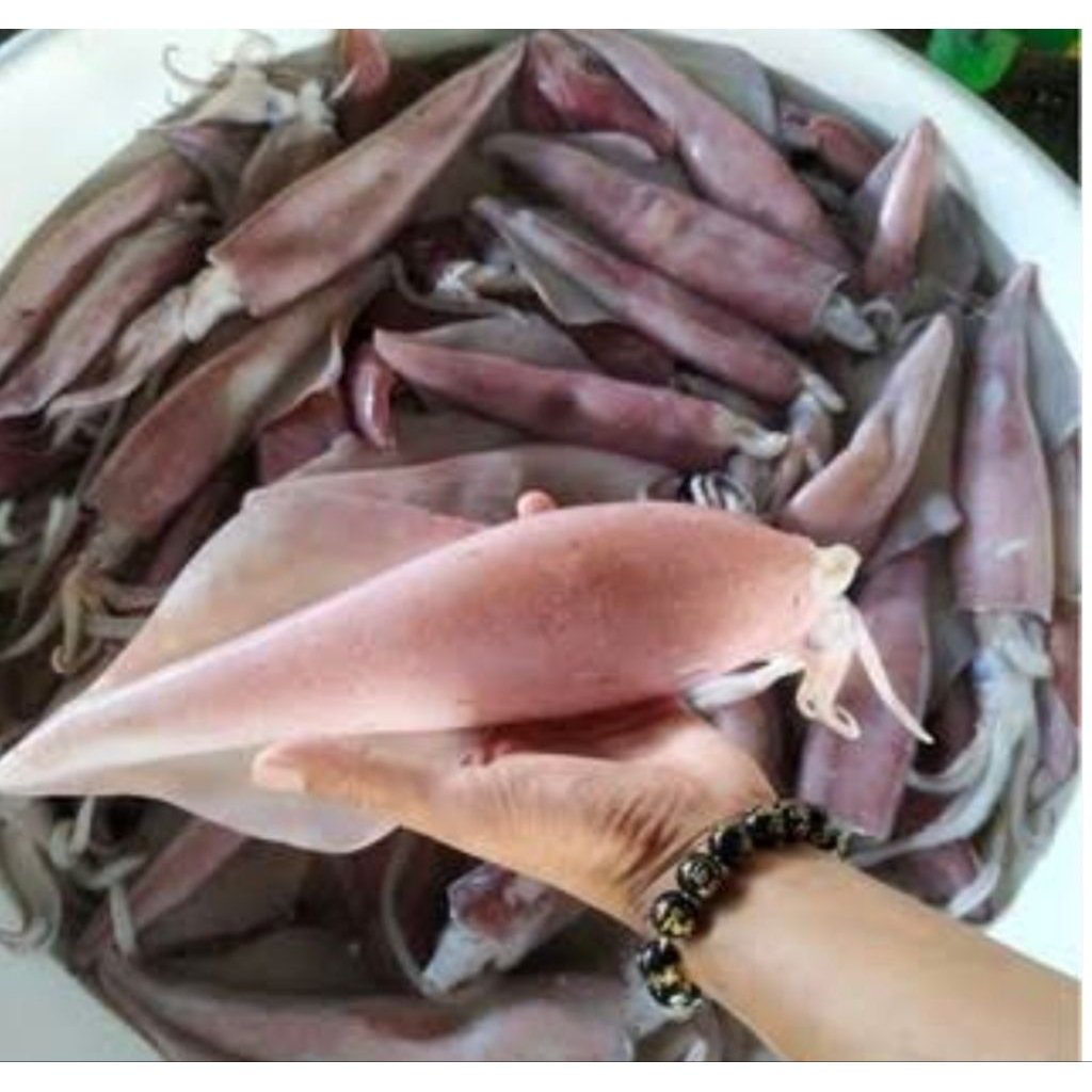 

cumi cumi besar segar Fress 5kg pesan sore/malam di kirim pagi