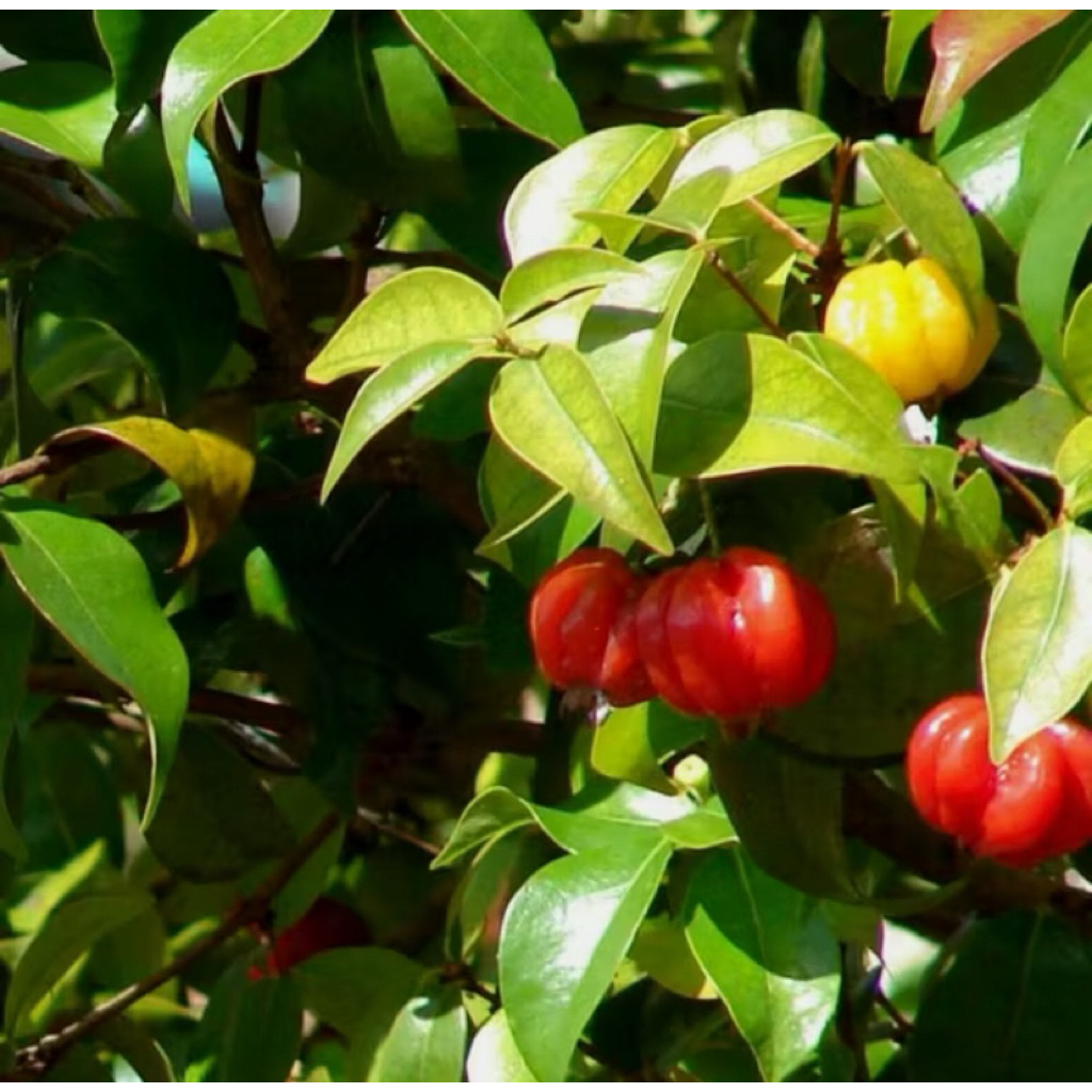 Tanaman cermai buah merah tinggi -+ 60 cm