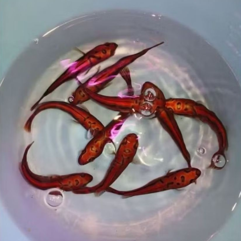 red barito isi 10 ekor bahan merah,gratis pelet