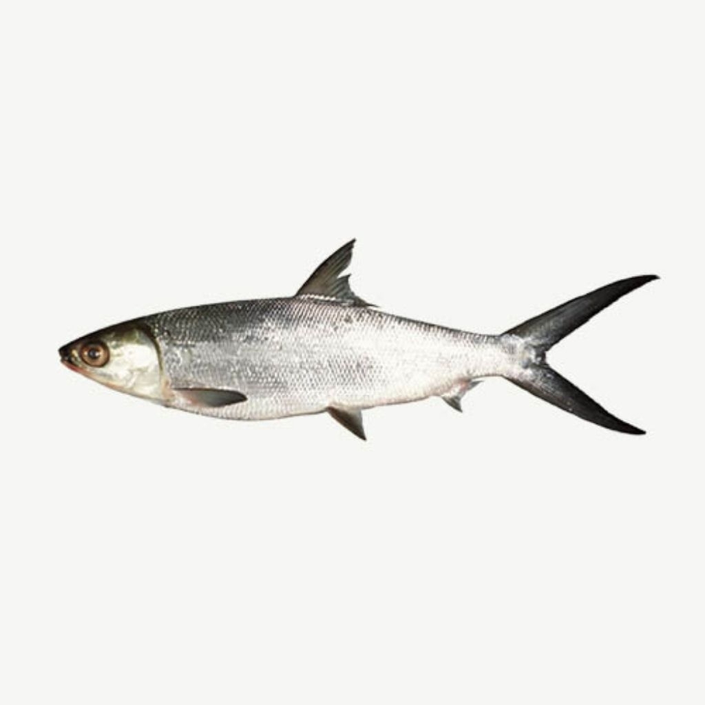 

Ikan Bandeng Segar - Gurih % Kaya Omega 3