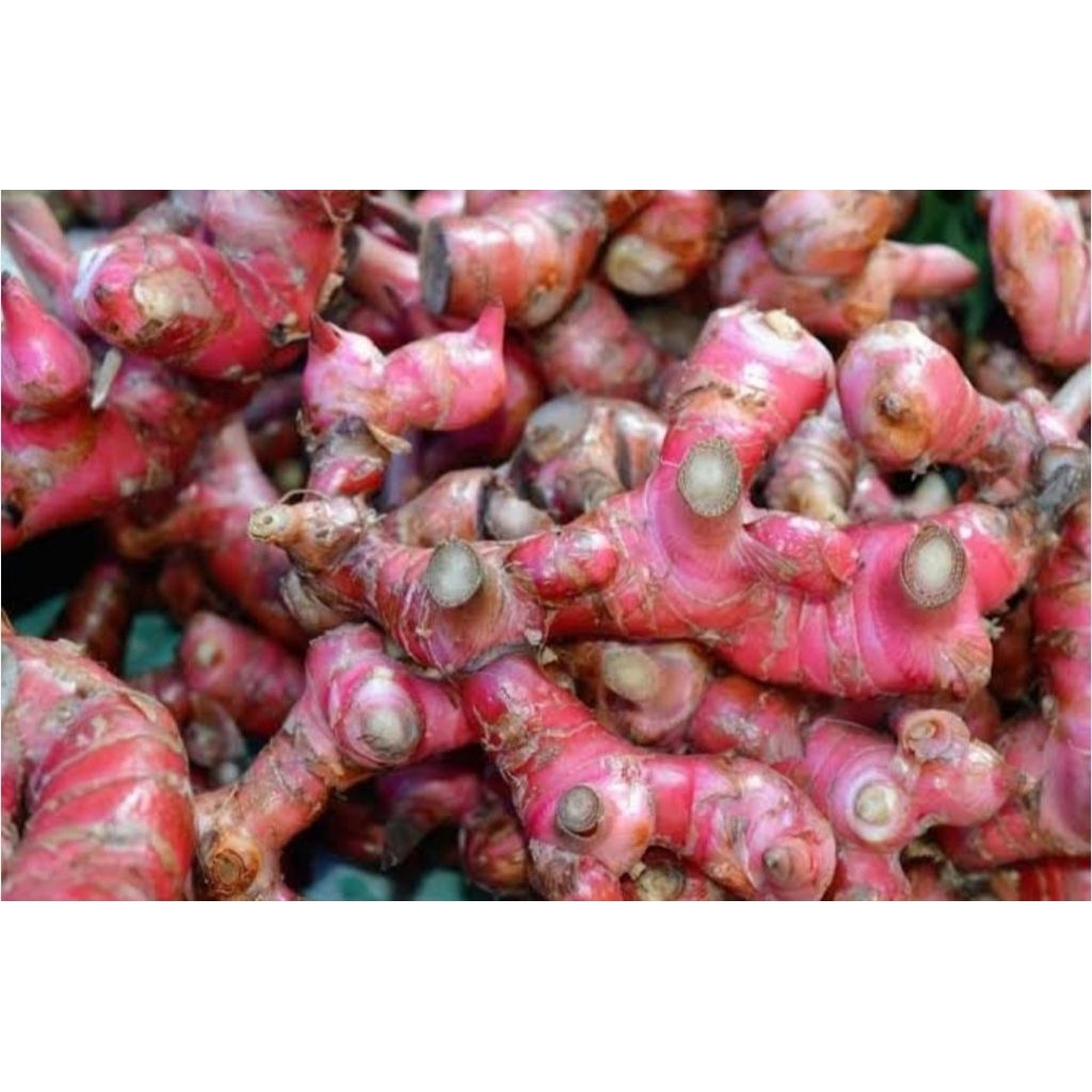 

JAHE MERAH SEGAR REMPAH